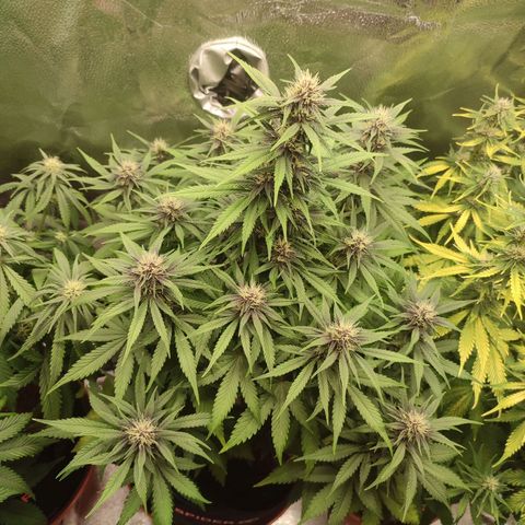 Dark Devil Auto growlog timeline photo