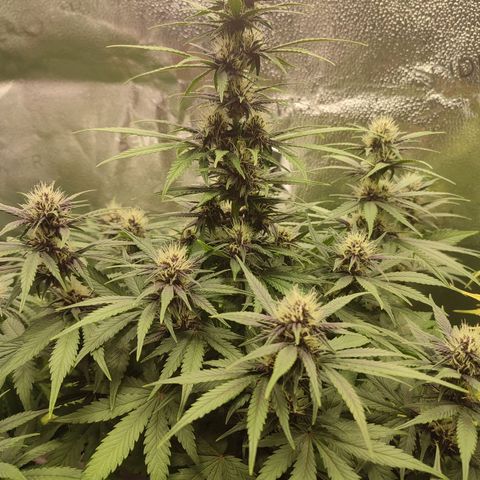 Dark Devil Auto growlog timeline photo