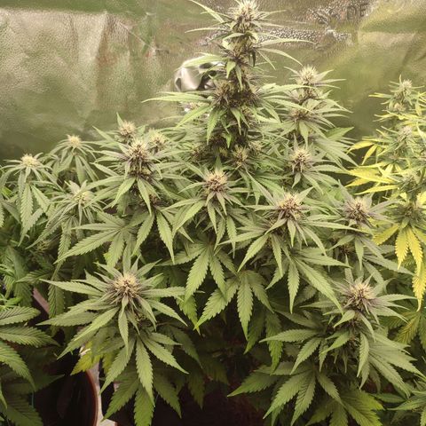 Dark Devil Auto growlog timeline photo