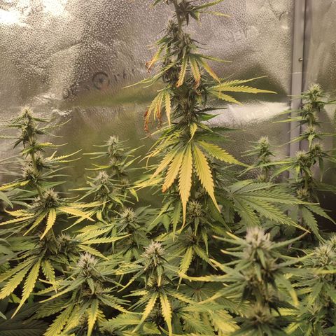 Gorilla Cookies Auto growlog timeline photo