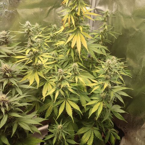 Gorilla Cookies Auto growlog timeline photo