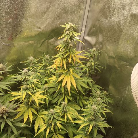 Gorilla Cookies Auto growlog timeline photo
