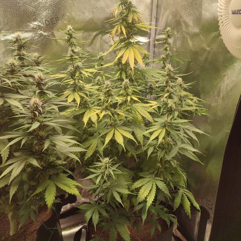 Gorilla Cookies Auto growlog timeline photo