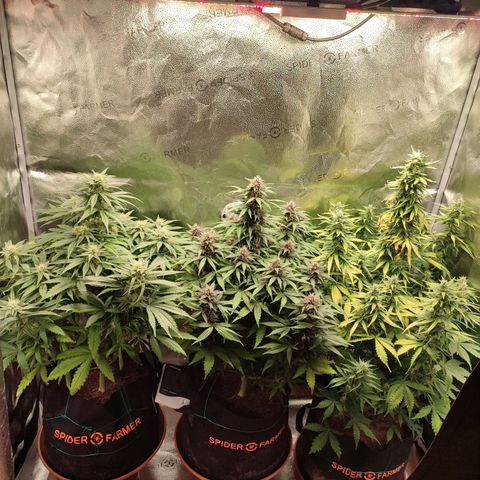 Gorilla Cookies Auto growlog photo: Really starting to bulk up 💪 