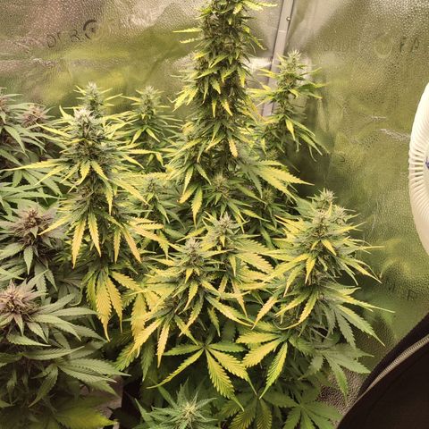 Gorilla Cookies Auto growlog photo: Yellowing leaves due to nutrient block I think. It's time for a flush
