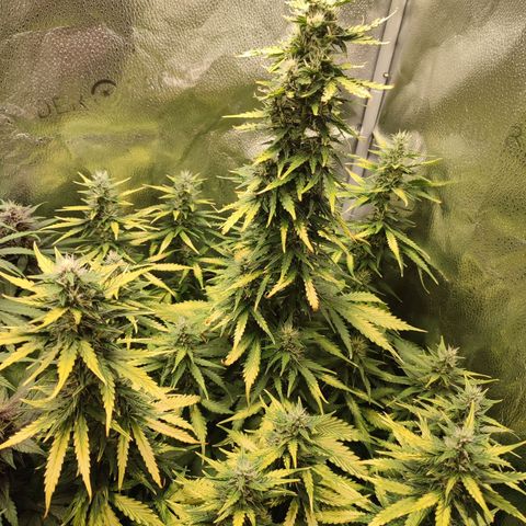 Gorilla Cookies Auto growlog photo: Yellowing leaves due to nutrient block I think. It's time for a flush