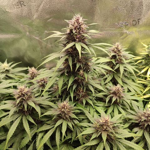 Dark Devil Auto growlog timeline photo