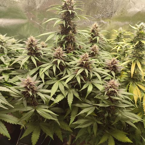 Dark Devil Auto growlog timeline photo