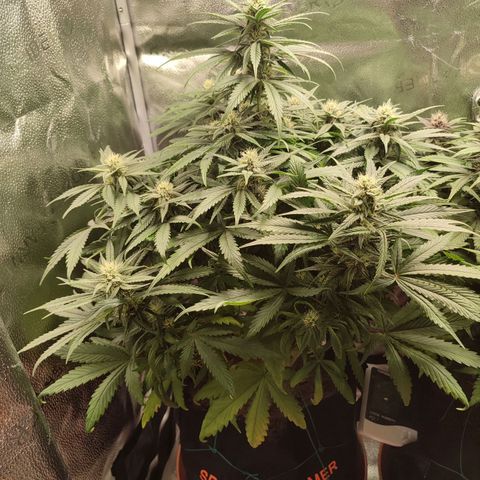 HulkBerry Automatic growlog timeline photo