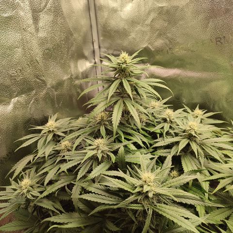HulkBerry Automatic growlog timeline photo