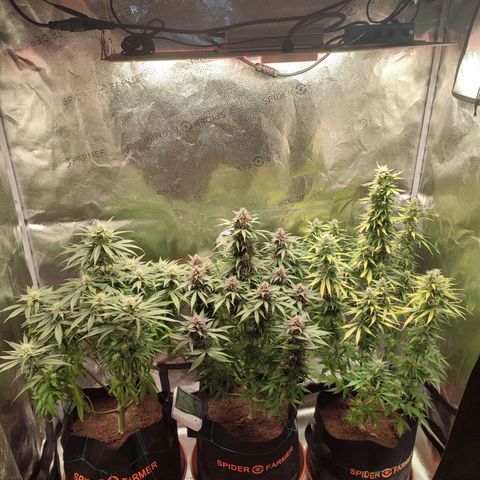 Gorilla Cookies Auto growlog photo: Post defoliation 