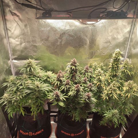 Gorilla Cookies Auto growlog photo: About a month to go. 3 different personalities 3 different smells. One love