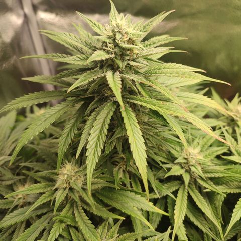 HulkBerry Automatic growlog timeline photo