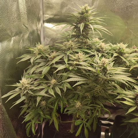 HulkBerry Automatic growlog timeline photo