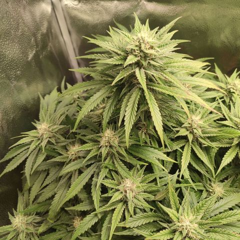 HulkBerry Automatic growlog timeline photo