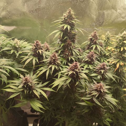 Dark Devil Auto growlog timeline photo