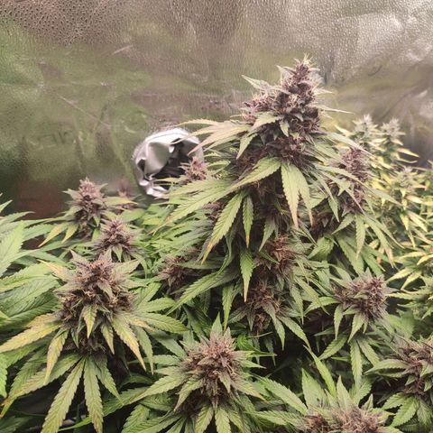 Dark Devil Auto growlog timeline photo