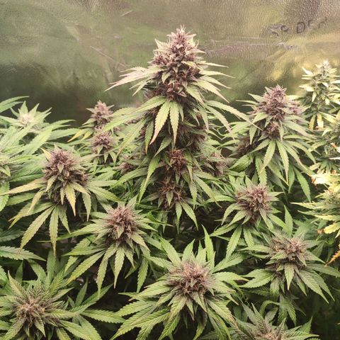 Dark Devil Auto growlog timeline photo