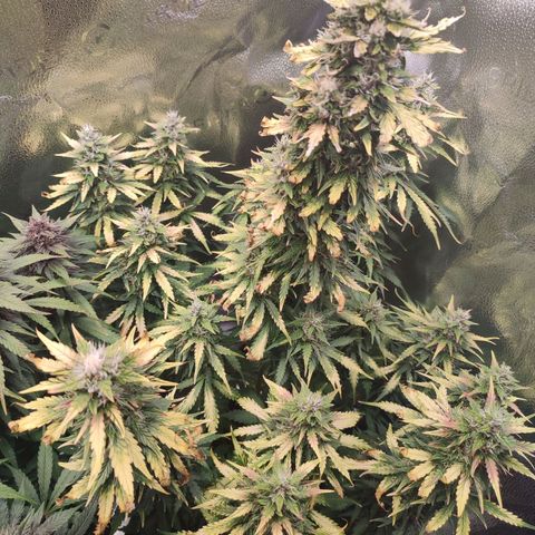 Gorilla Cookies Auto growlog photo: Battling with burnt tips and some deficiency. Hopefully after today's watering there will be a change to the better. Overall growing big with strong smell