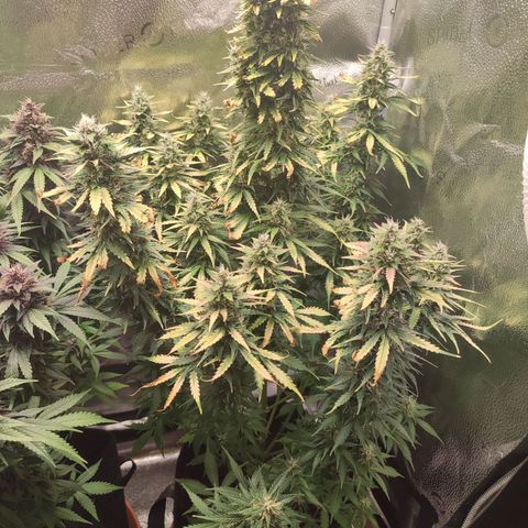 Gorilla Cookies Auto growlog photo: Battling with burnt tips and some deficiency. Hopefully after today's watering there will be a change to the better. Overall growing big with strong smell