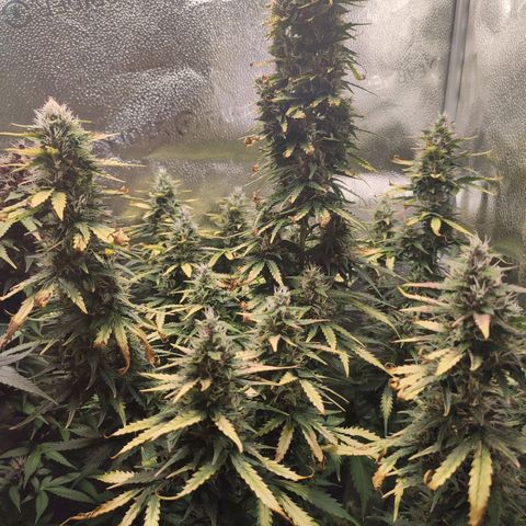 Gorilla Cookies Auto growlog photo: Battling with burnt tips and some deficiency. Hopefully after today's watering there will be a change to the better. Overall growing big with strong smell