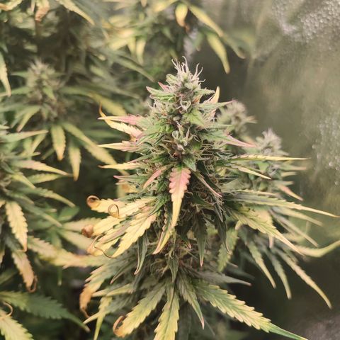 Gorilla Cookies Auto growlog photo: Battling with burnt tips and some deficiency. Hopefully after today's watering there will be a change to the better. Overall growing big with strong smell