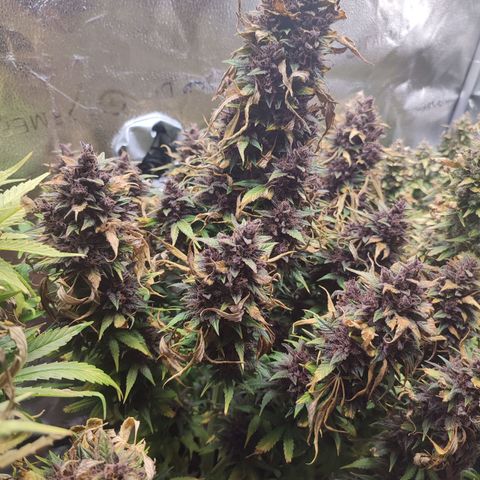 Dark Devil Auto growlog timeline photo