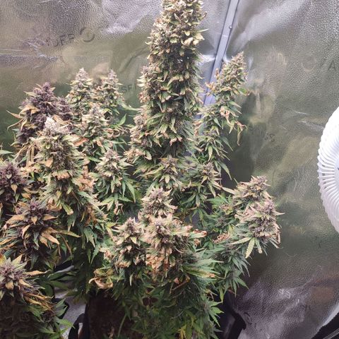 Gorilla Cookies Auto growlog timeline photo