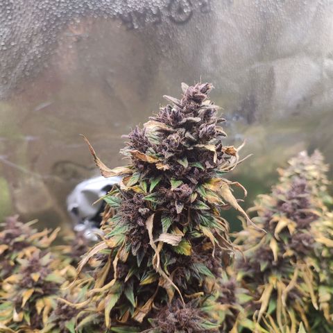 Dark Devil Auto growlog timeline photo