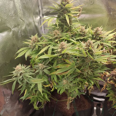HulkBerry Automatic growlog timeline photo