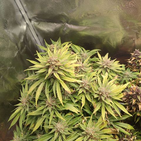 HulkBerry Automatic growlog timeline photo