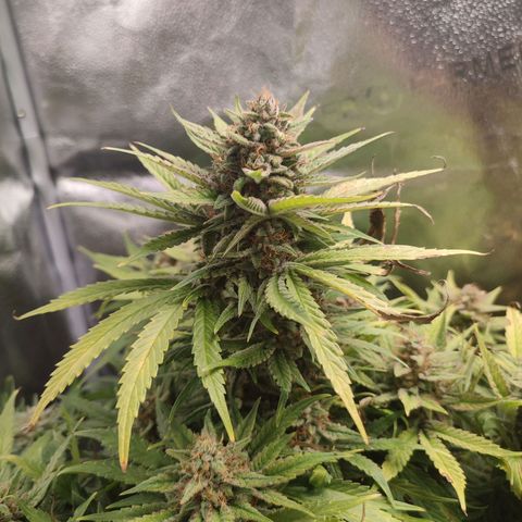 HulkBerry Automatic growlog timeline photo