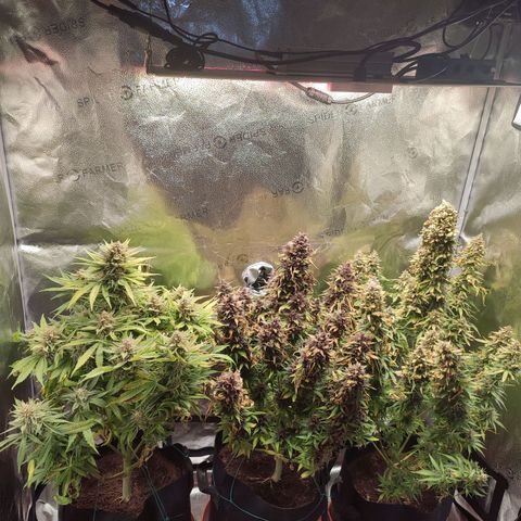 Gorilla Cookies Auto growlog photo: Right before the CHOP!