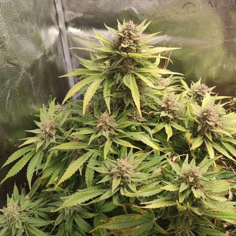 HulkBerry Automatic growlog timeline photo
