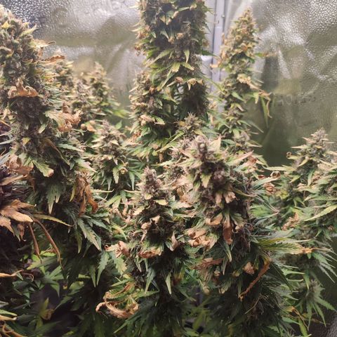 Gorilla Cookies Auto growlog timeline photo