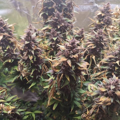 Dark Devil Auto growlog timeline photo