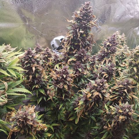 Dark Devil Auto growlog timeline photo