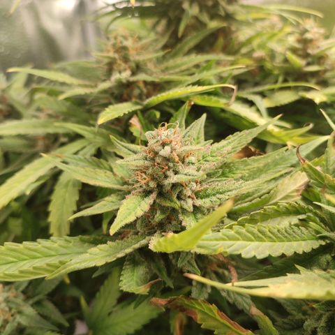 HulkBerry Automatic growlog timeline photo