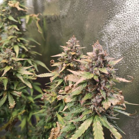 Gorilla Cookies Auto growlog timeline photo