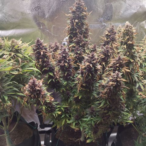 Dark Devil Auto growlog timeline photo