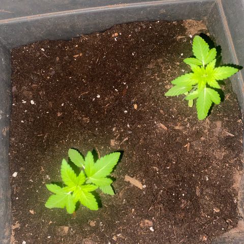 Unknown strain growlog photo: 5th week, it is almost in veg with at least 3-4 nodes