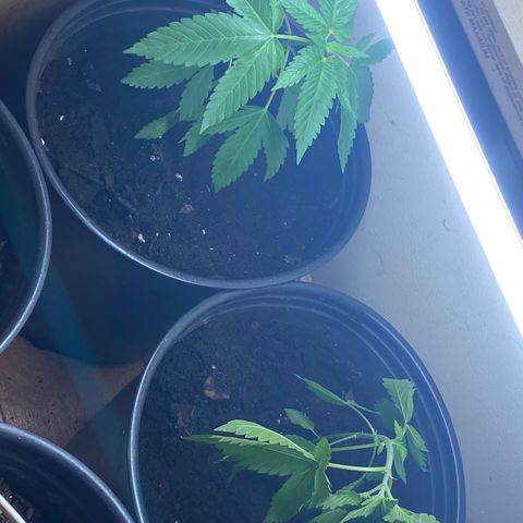 Unknown strain growlog photo: Transplanted, right one drooping. Slow recovery of 3 days to 5 days hopefully 