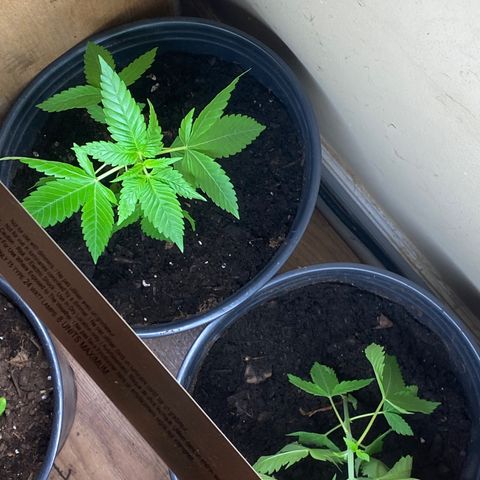 Unknown strain growlog timeline photo