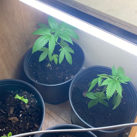 Unknown strain growlog photo: Still I’m transplant shock and recovering slowly