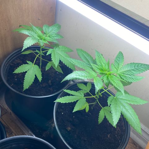 Unknown strain growlog photo: They be good now, a bit of leaves died. Also there is still slow growth. It’s been 9 days since transplant. 