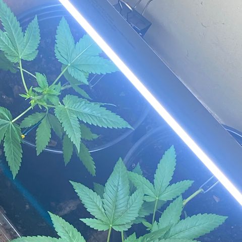Unknown strain growlog photo: LST and HST done with
