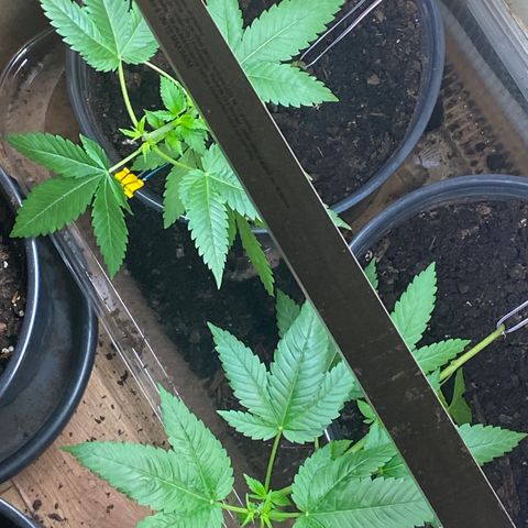 Unknown strain growlog photo: LST and HST done with