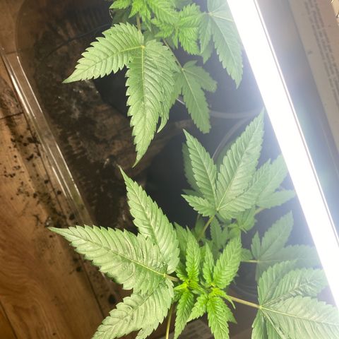 Unknown strain growlog timeline photo