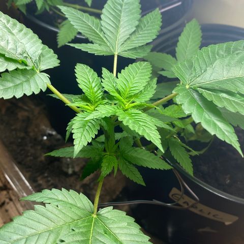 Unknown strain growlog timeline photo