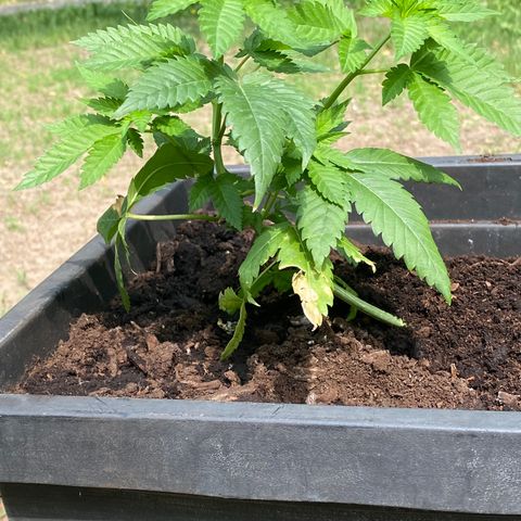 Unknown strain growlog timeline photo